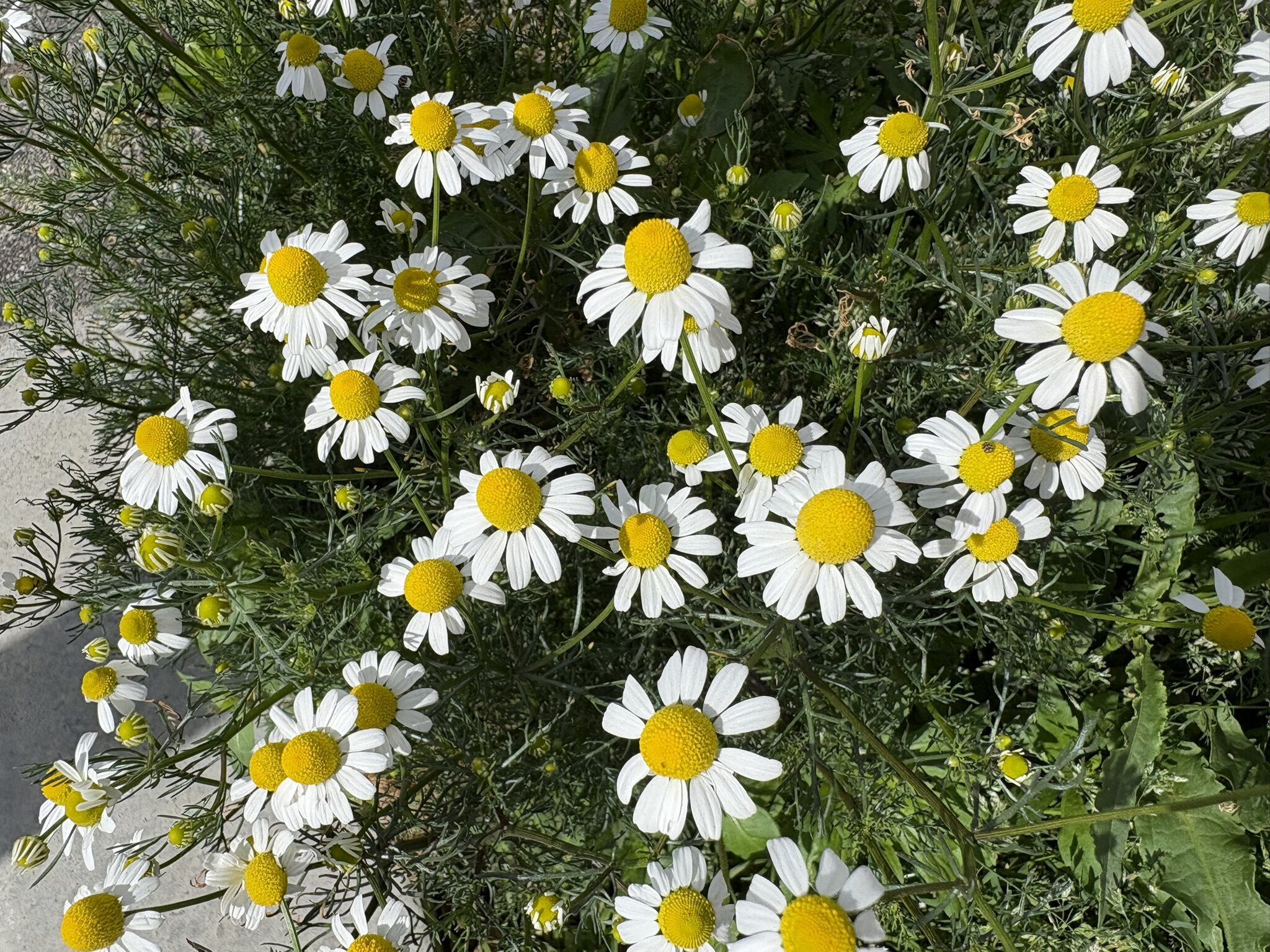 お日様大好きカモミール 2026-04-22